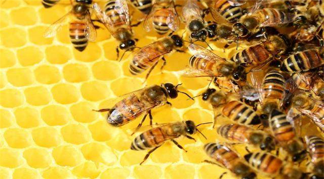 有机产品认证之蜜蜂养殖注意事项