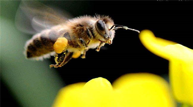 有机产品认证之蜂王蜂群饲养和疾病防治